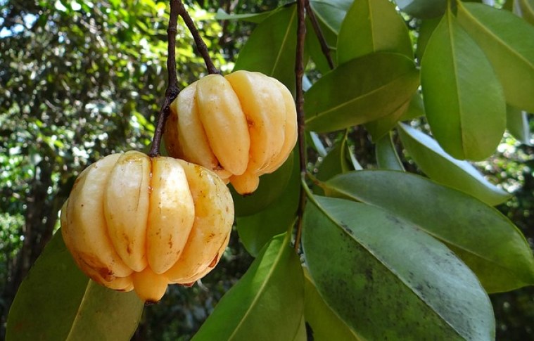 29 Issues You Didn’t Know About Garcinia Cambogia