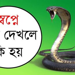 স্বপ্নে সাপ দেখলে কি হয়? স্বপ্নে সাপ দেখার ইসলামিক ব্যখ্যা কি?